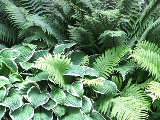 Hostas and ferns are great for ground cover