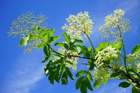 You can take cuttings from elderflower and willow to grow your own trees