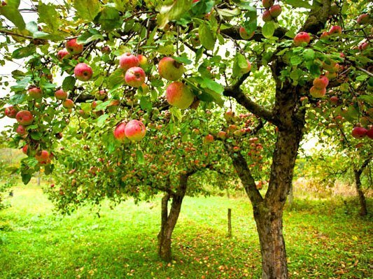 Apple and pear trees
