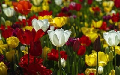 Planting bulbs – how, where and when