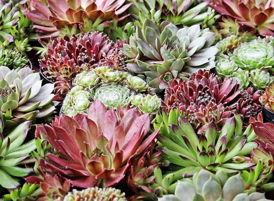 Choosing plants for gardening in a changing climate
