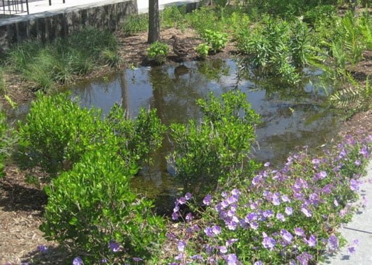Your rain garden guide - construction, location, plants and more