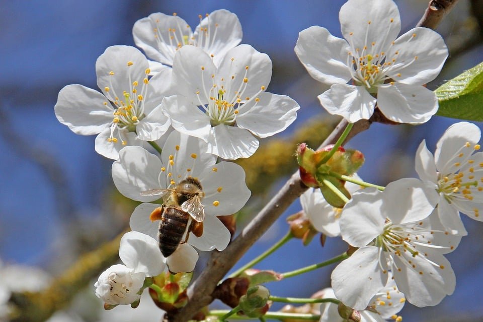 Planting for pollinators (fruit trees)