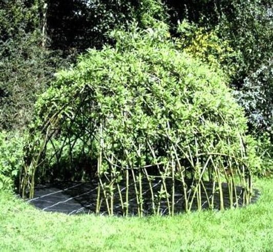 A living willow playhouse