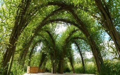 Living willow structures – grow your own gazebo, arches and pergolas